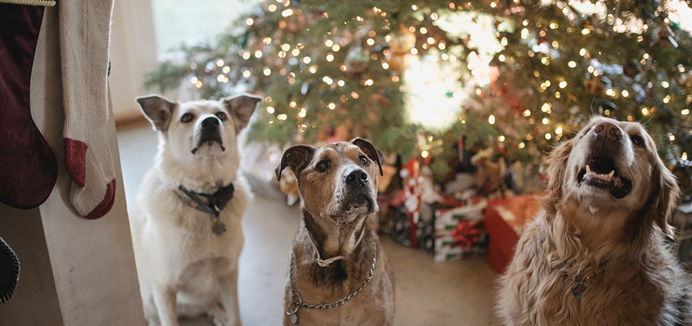 Holiday Stocking Stuffers for Your Dog